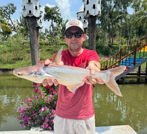 Pangasius