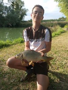 Common Carp