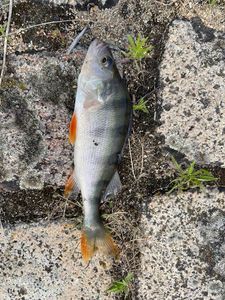 European Perch