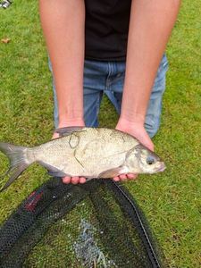 Common Bream