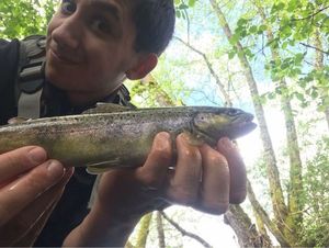 Brown Trout