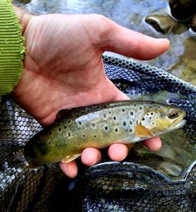 Brown Trout