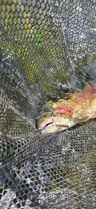 Rainbow Trout