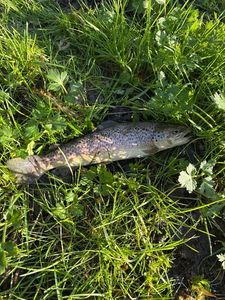 Brown Trout
