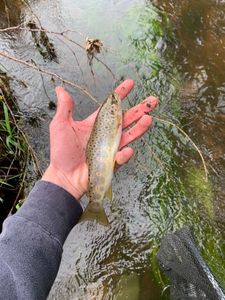 Brown Trout
