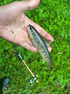 Brown Trout