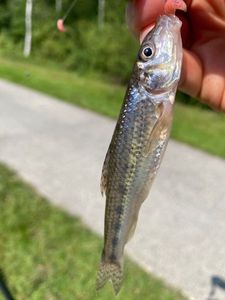 Gudgeon