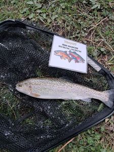 Rainbow Trout