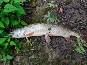 Northern Pike