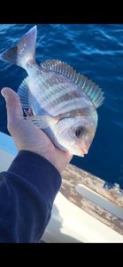 Black Seabream