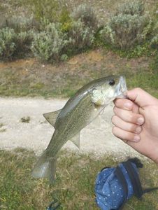 Largemouth Bass