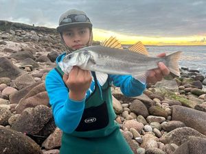 European Bass (Seabass)