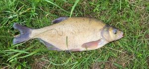 Common Bream