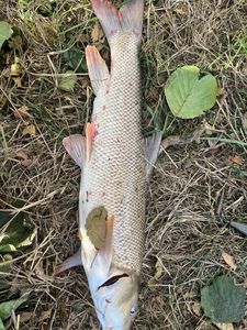 Barbel