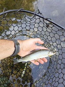 Grayling