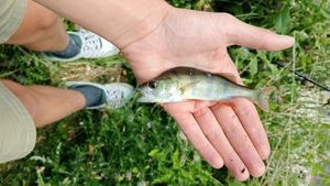 European Perch