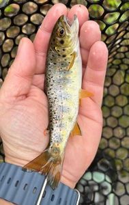 Brown Trout
