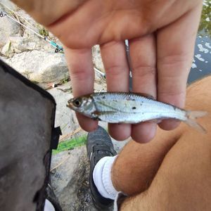 Spotted Seabass