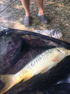 Mirror Carp