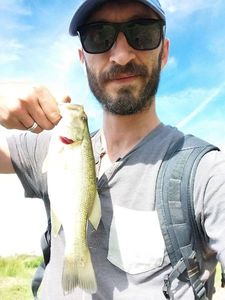 Largemouth Bass