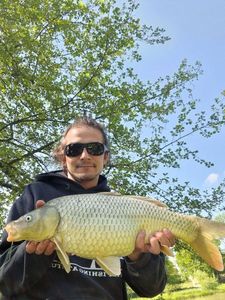 Common Carp