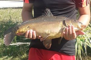 Common Carp