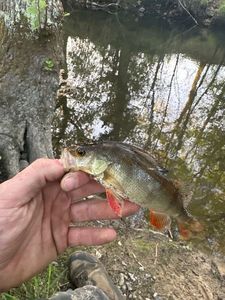 European Perch