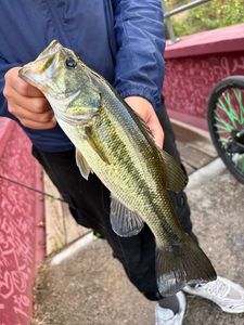 Largemouth Bass