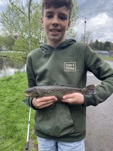 Brown Trout