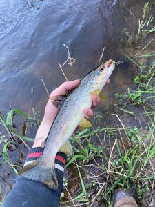 Brown Trout