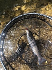 Grayling