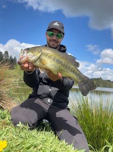 Largemouth Bass