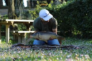 Mirror Carp