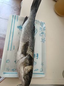 European Bass (Seabass)