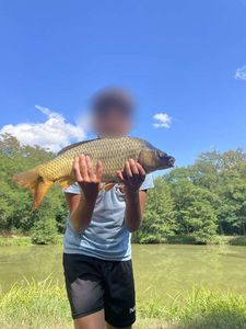 Common Carp