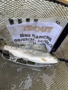 Rainbow Trout