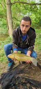 Tench