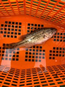 Smallmouth Bass