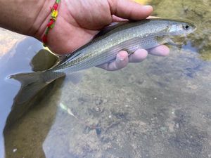 Grayling