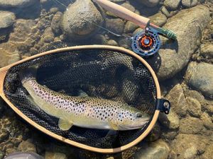 Brown Trout