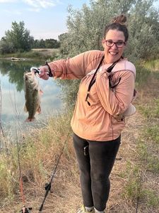 Largemouth Bass