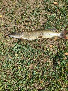Northern Pike