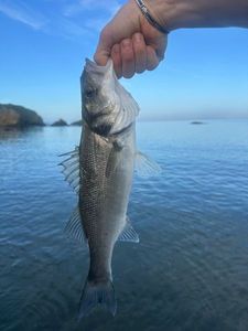 European Bass (Seabass)
