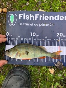 European Perch