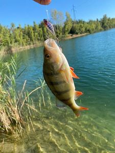 European Perch