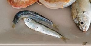 European Pilchard