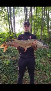 Northern Pike