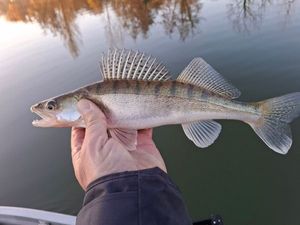Zander
