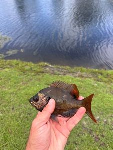 Bluegill