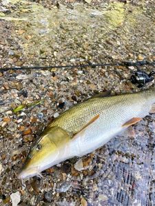 Barbel